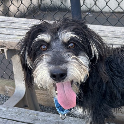 WINSTON - Terrier / Mix available for adoption