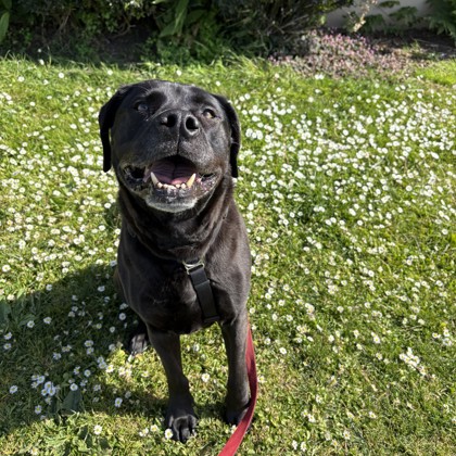 MARCUS - Labrador Retriever / Mix for adoption in San Francisco