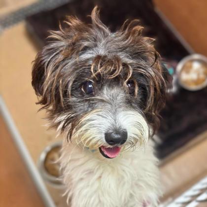BLAKE - Shih Tzu / Mix available for adoption