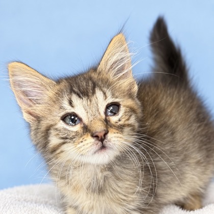 DAWN - Domestic Longhair / Mix available for adoption