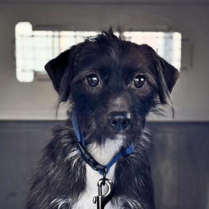 MAGGIE - Terrier / Mix available for adoption