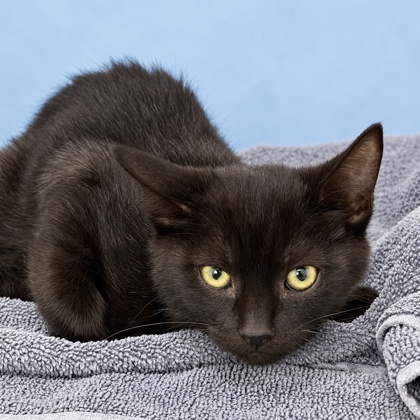 BURTON - Domestic Shorthair / Mix available for adoption