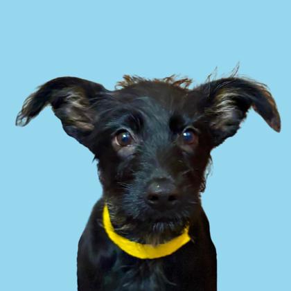 KIAH STOKES - Terrier / Mix available for adoption