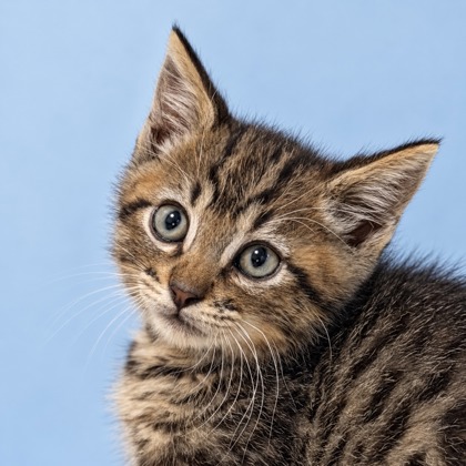 BANJO - Domestic Shorthair / Mix available for adoption