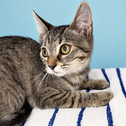 SMARTIES - Domestic Shorthair / Mix available for adoption