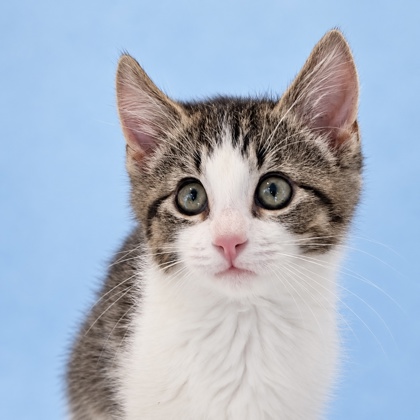 KAILA CHARLES - Domestic Shorthair / Mix available for adoption