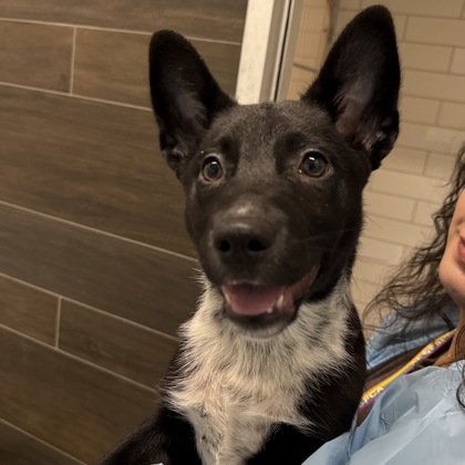 MOXIE - Australian Cattle Dog / Mix available for adoption