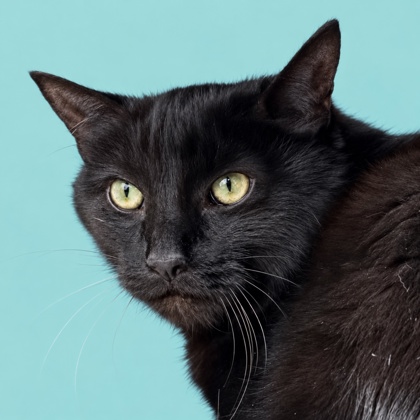ELLA - Domestic Shorthair / Mix available for adoption