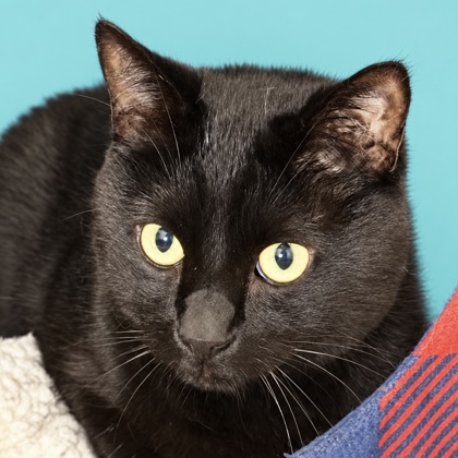 PHILLIP - Domestic Shorthair / Mix available for adoption