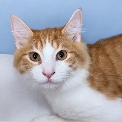 HASSAN - Domestic Shorthair / Mix available for adoption