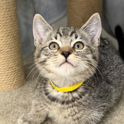 DISCORD - Domestic Medium Hair / Mix available for adoption