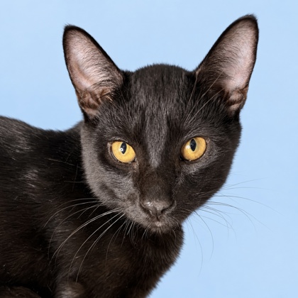 BOSLEY - Domestic Shorthair / Mix available for adoption