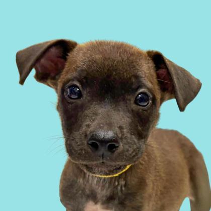 SIRYEN - Shepherd / Mix available for adoption