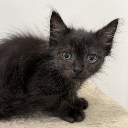 BAT BOY - Domestic Shorthair / Mix available for adoption