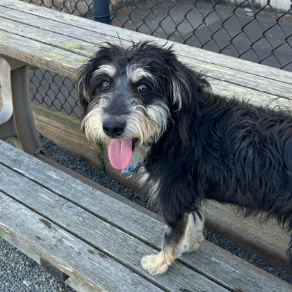 WINSTON - Terrier / Mix available for adoption