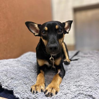 DOLLY - Miniature Pinscher / Mix available for adoption
