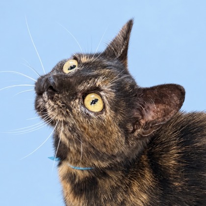 BRAMBIE - Domestic Shorthair / Mix available for adoption