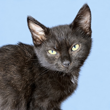 GABBY WILLIAMS - Domestic Shorthair / Mix available for adoption
