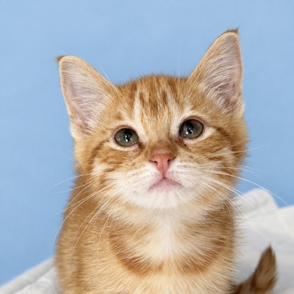 CHEETO - Domestic Shorthair / Mix available for adoption