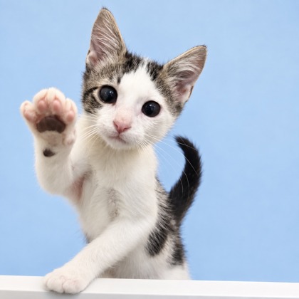 LEGOLAS - Domestic Shorthair / Mix available for adoption