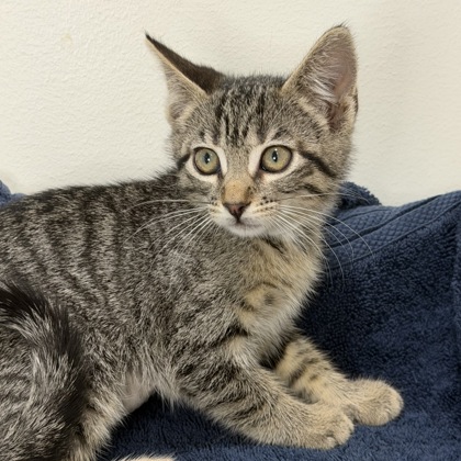 ESPEON - Domestic Shorthair / Mix available for adoption