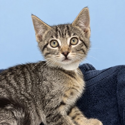 ESPEON - Domestic Shorthair / Mix available for adoption