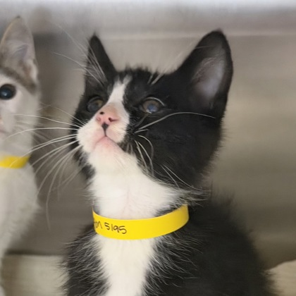 ARAGON - Domestic Shorthair / Mix available for adoption