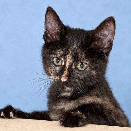 PRINCESS ATTA - Domestic Shorthair / Mix available for adoption