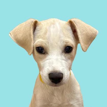 ZIVA - Short Coat Chihuahua / Mix available for adoption