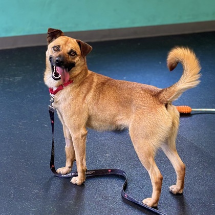 DUKE - Shepherd / Mix available for adoption