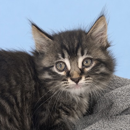 MARLOW - Domestic Shorthair / Mix available for adoption
