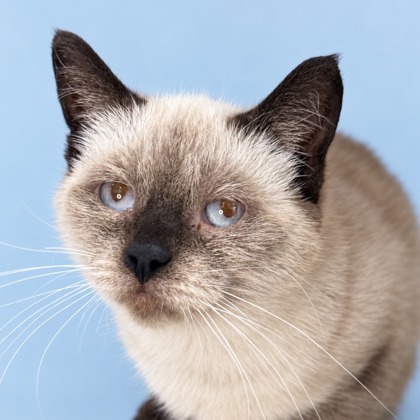 LITTLE DEBBIE - Domestic Shorthair / Mix available for adoption