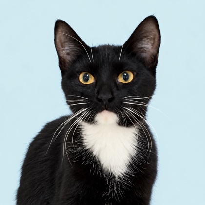 BERRY - Domestic Shorthair / Mix available for adoption