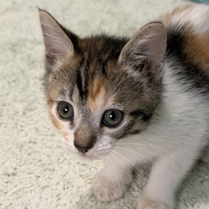 BERLIN - Domestic Shorthair / Mix available for adoption