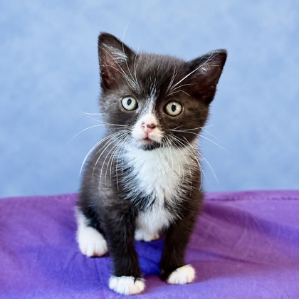 BAZINGA - Domestic Shorthair / Mix available for adoption