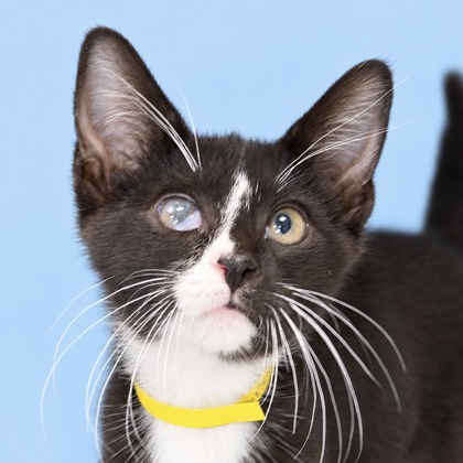 COLUMBUS - Domestic Shorthair / Mix available for adoption