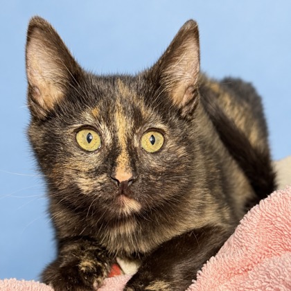 PRINCESS ATTA - Domestic Shorthair / Mix available for adoption