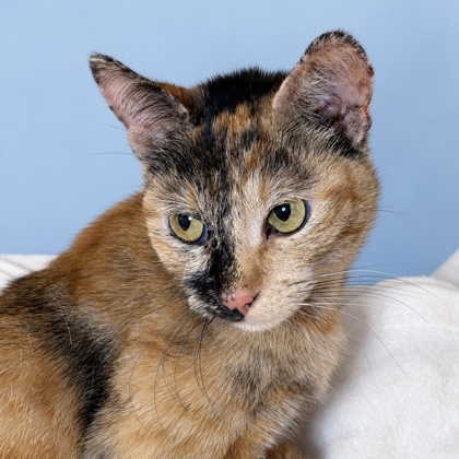 ANGEL BABY - Domestic Shorthair / Mix available for adoption