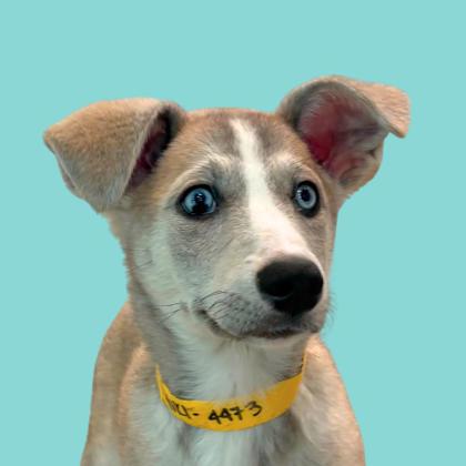 YUKI - Siberian Husky / Mix available for adoption