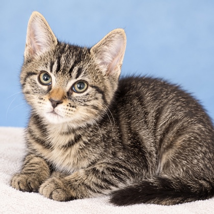 BUTTERFLY - Domestic Shorthair / Mix available for adoption