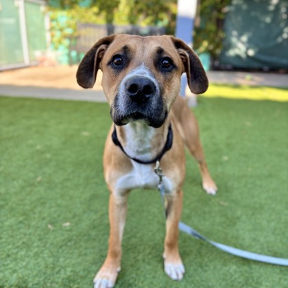 OLLIE - Black-Mouth Cur / Mix available for adoption