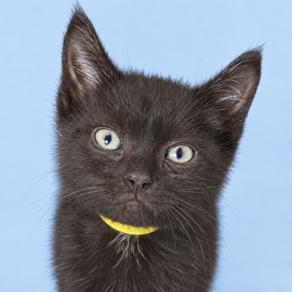 APPALACHIA - Domestic Shorthair / Mix available for adoption