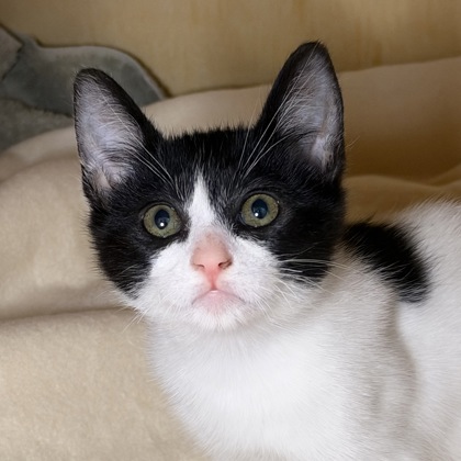 FLIK - Domestic Shorthair / Mix available for adoption