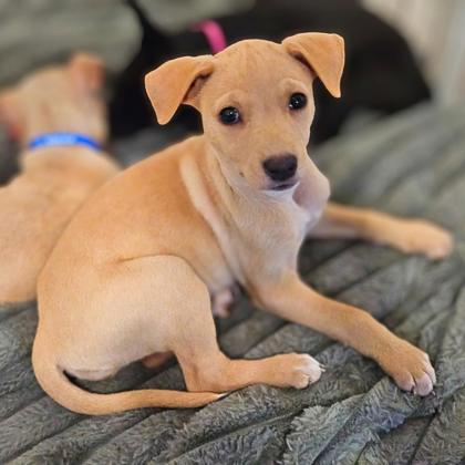 BUFFY - Short Coat Chihuahua / Mix available for adoption