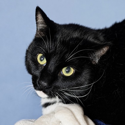 FRANK - Domestic Shorthair / Mix available for adoption