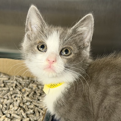 EMMETT - Domestic Shorthair / Mix available for adoption