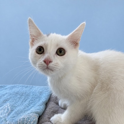 FROST - Domestic Medium Hair / Mix available for adoption