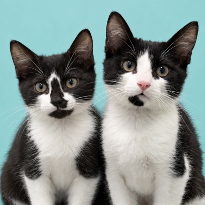 BANDICOOT - Domestic Shorthair / Mix available for adoption