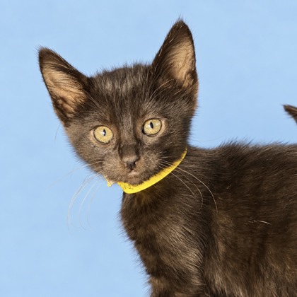 BANSHEE - Domestic Shorthair / Mix available for adoption