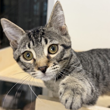 ANDREW - Domestic Shorthair / Mix available for adoption